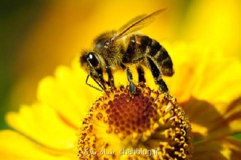 نژاد زنبور اصلاح گردید، افزایش تولید عسل از زنبورهای بومی