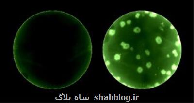 تشخیص فوری کووید-۱۹ با کمک کروناویروس درخشان!