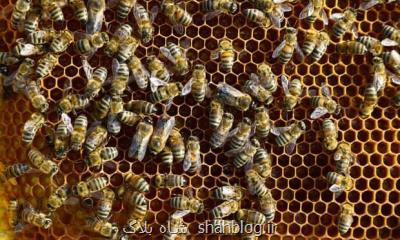 زنبورها هم فاصله گذاری اجتماعی را رعایت می کنند!