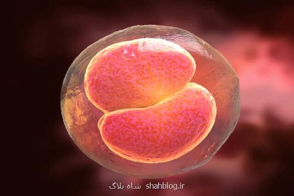 یک ترکیب دارویی که امکان دارد فرزندآوری را برای زوج های ناامید امکان پذیر کند