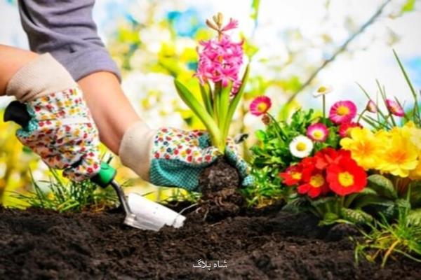 بهبود سلامت روان با باغبانی