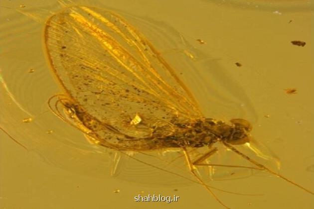 کشف یک حشره ۳۵ میلیون ساله در یک کهربا