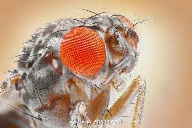 مگس های میوه نمی توانند چشم خویش را حرکت بدهند