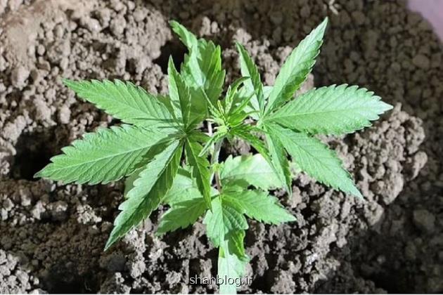 شاهدانه صنعتی ۲ برابر درختان به تصفیه هوا کمک می کند