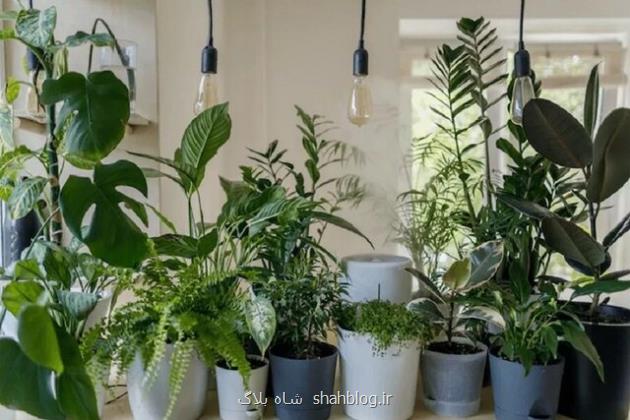 گیاهانی که هوای خانه را در عرض ۸ ساعت تمیز می کنند