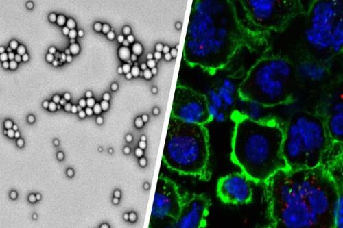 طراحی نانوذراتی برای از بین بردن تومورهای بدخیم