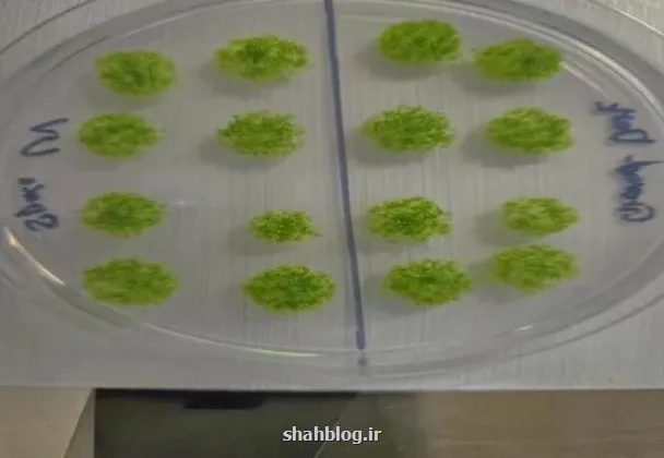 گیاه جان سخت بعد از برگشت از فضا روی زمین زنده ماند