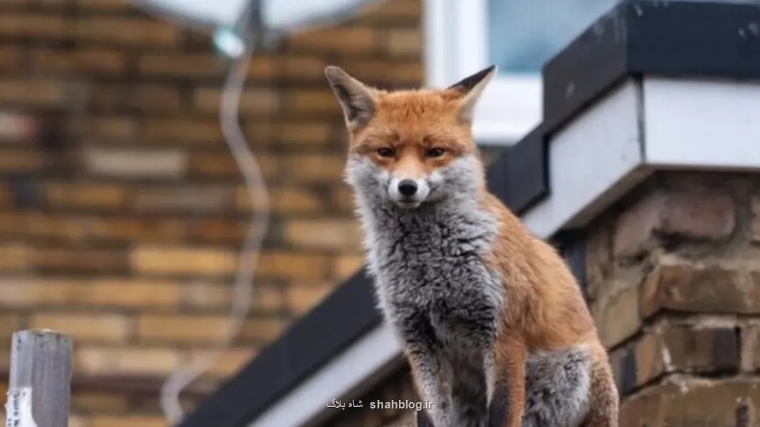 علت حضور روباه ها در تهران