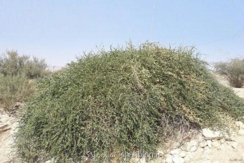عملیات زیرساختی شورورزی جهت انتقال فناوری