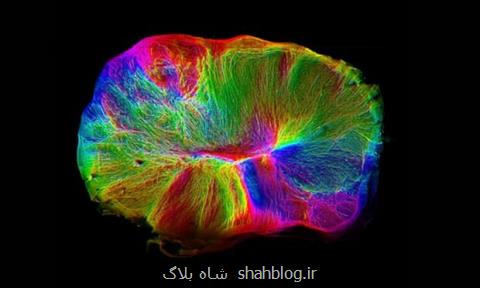 رشد یك مغز كوچك در دست دانشمندان