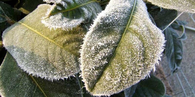 سرمازدگی پاییزه در كمین باغ ها و مزارع