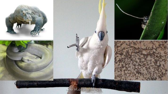 پرندگان سارق، مورچه های زامبی و صدف سنگ خوار عجیب ترین جانوران سال 2019