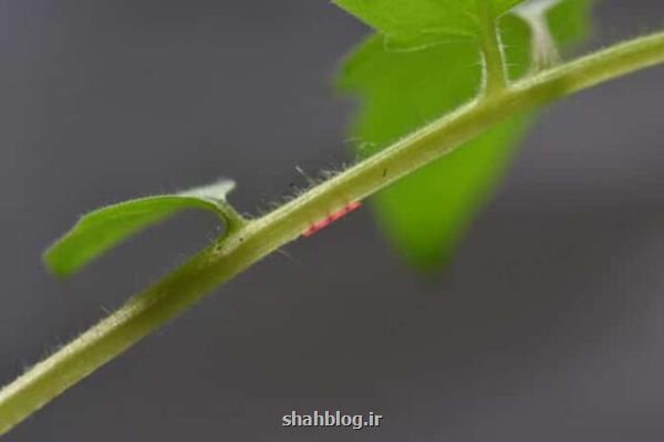 ابداع روشی جدید برای رساندن مواد مغذی به گیاهان